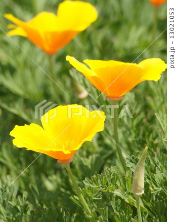 カリフォルニア・ポピー(ビタミンカラーの花菱草) カリフォルニア・ポピー(ビタミンカラーの花菱草) 13021053