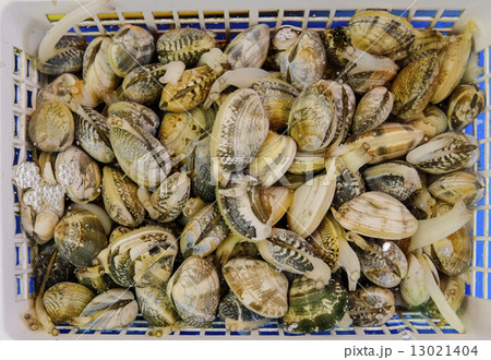 アサリ 13021404