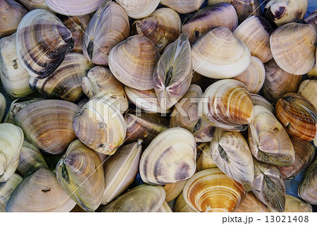 ハマグリ ハマグリ 13021408