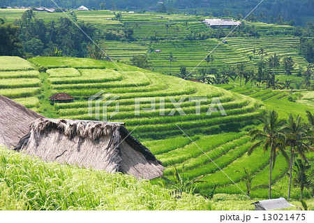 Bali Jatiluwih Rice Terraces field 13021475