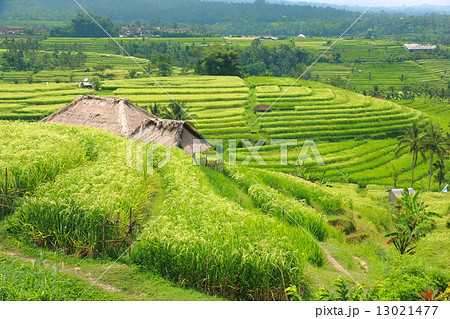 Bali Jatiluwih Rice Terraces field 13021477