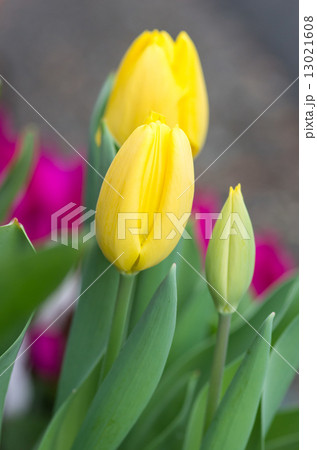 ひらきかけたチューリップ 13021608