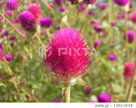 夏から秋にかけて咲くセンニチコウのピンクの花の写真素材