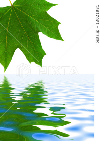 Leaf and water 13021981