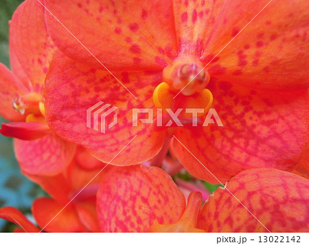 蘭の花々 蘭の花々 13022142
