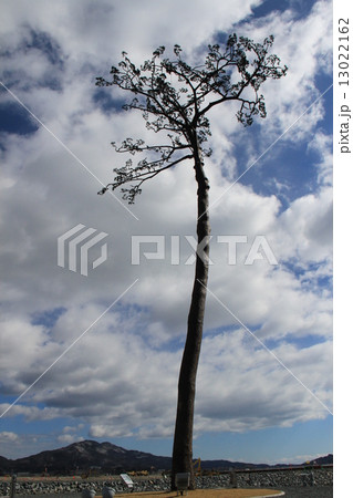 陸前高田市 奇跡の一本松 陸前高田市 奇跡の一本松 13022162