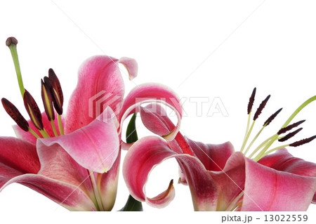 Lilies 13022559