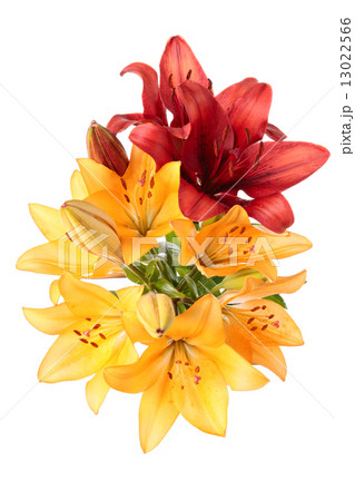 Lilies 13022566