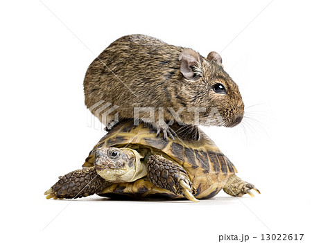 small rodent on turtle 13022617