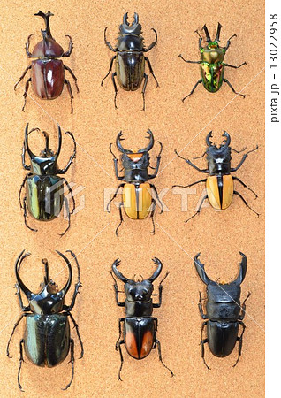 国産カブトムシ　ニジイロクワガタ　ラコダールツヤクワガタ　コーカサスオオカブト　セアカフタマタクワガタ　アトラスオオカブト　ルデキンツヤクワガタ　セレベスオオヒラタクワガタ　コルク背景 13022958