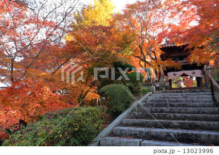 来迎寺の紅葉 13023996