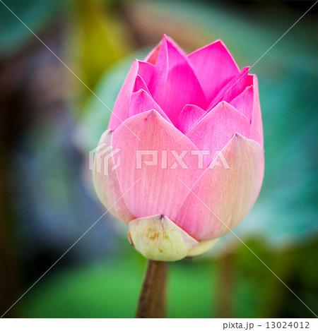 Lotus close up 13024012