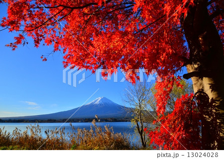 河口湖から紅葉と富士山 13024028