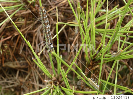 マツケムシ 13024413