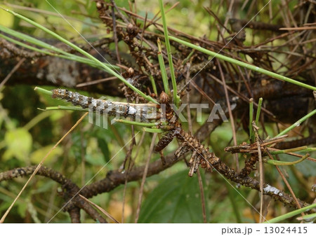 マツケムシ 13024415