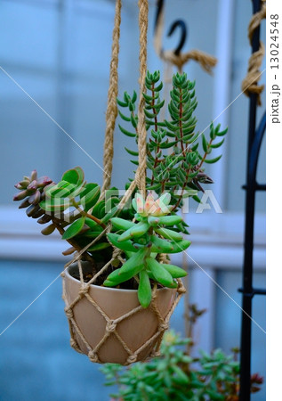 可憐な籠～多肉の杜 13024548