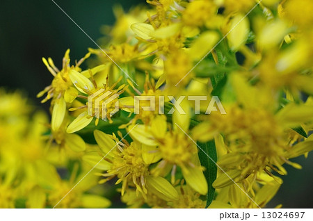アキノキリンソウ 13024697