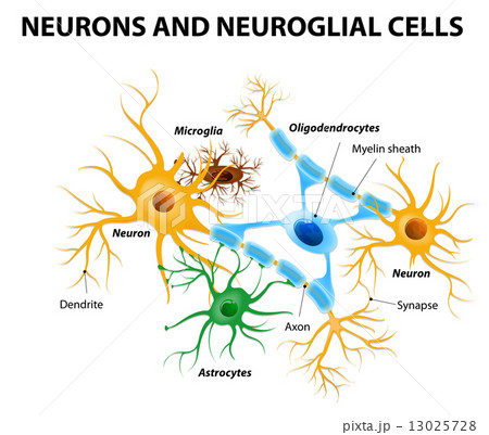 Glial cells in the brain 13025728