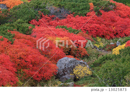 ウラジロナナカマドの紅葉 ウラジロナナカマドの紅葉 13025873