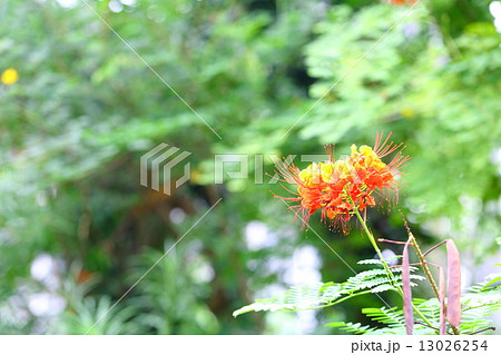 オウコチョウ（黄胡蝶） 13026254