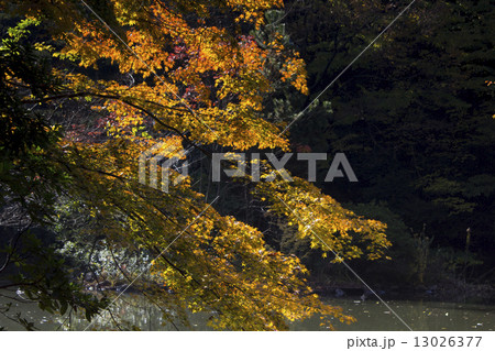 三四郎池に映える紅葉 三四郎池に映える紅葉 13026377