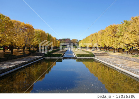 昭和記念公園の銀杏並木 13026386