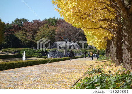 昭和記念公園の銀杏並木 昭和記念公園の銀杏並木 13026391