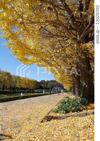 昭和記念公園の銀杏並木 昭和記念公園の銀杏並木 13026392