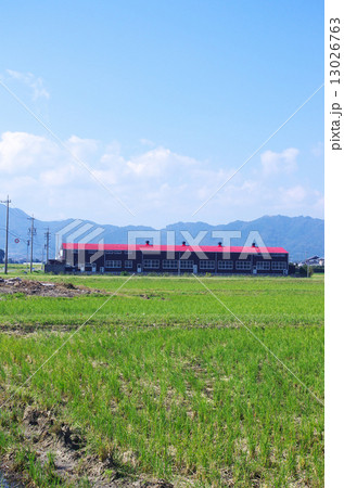 田園の牛舎 13026763