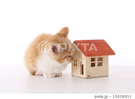 インテリアもいいし・・・ 13026951