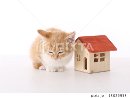 どうしよう・・・・ 13026953