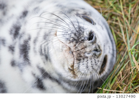 Grey Seals At Donna Nook 13027490