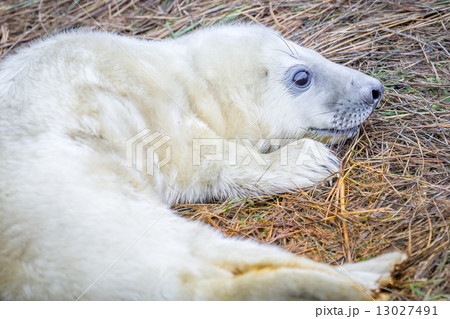 Grey Seals At Donna Nook 13027491