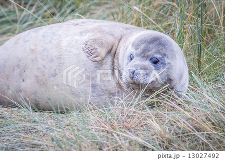 Grey Seals At Donna Nook Grey Seals At Donna Nook 13027492