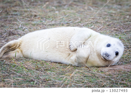 Grey Seals At Donna Nook Grey Seals At Donna Nook 13027493
