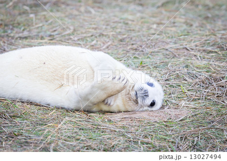 Grey Seals At Donna Nook 13027494