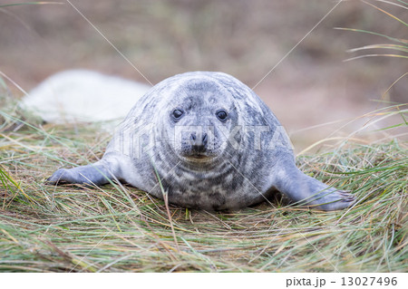 Grey Seals At Donna Nook Grey Seals At Donna Nook 13027496