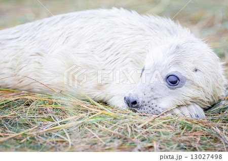 Grey Seals At Donna Nook 13027498