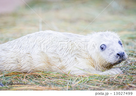 Grey Seals At Donna Nook 13027499