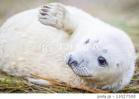 Grey Seals At Donna Nook 13027500