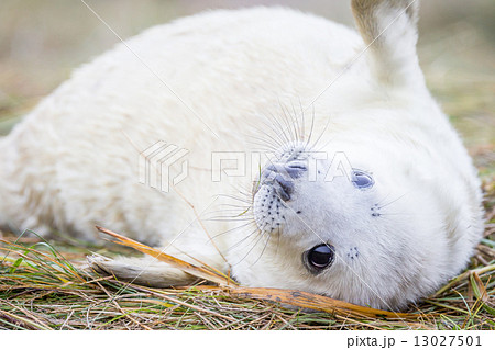 Grey Seals At Donna Nook 13027501