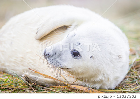 Grey Seals At Donna Nook 13027502