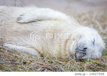 Grey Seals At Donna Nook Grey Seals At Donna Nook 13027509