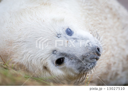 Grey Seals At Donna Nook 13027510
