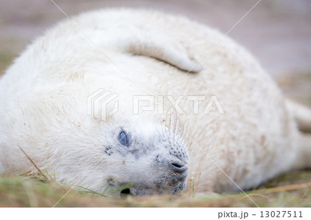 Grey Seals At Donna Nook Grey Seals At Donna Nook 13027511