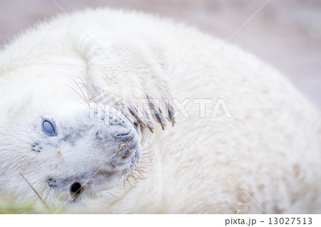 Grey Seals At Donna Nook 13027513