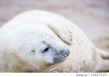 Grey Seals At Donna Nook Grey Seals At Donna Nook 13027514