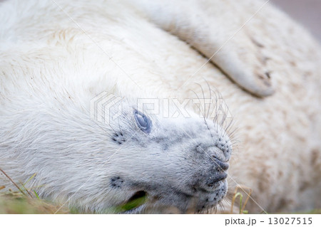 Grey Seals At Donna Nook Grey Seals At Donna Nook 13027515
