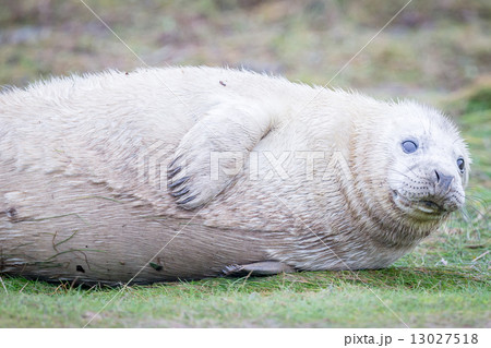 Grey Seals At Donna Nook 13027518