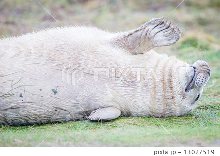 Grey Seals At Donna Nook 13027519